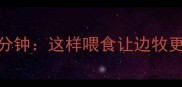边境牧羊犬饭后黄金30分钟这样喂食让边牧更健康附专业营养指南