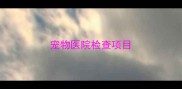 宠物医院检查项目