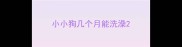 小小狗几个月能洗澡