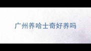 广州养哈士奇好养吗