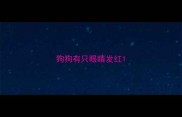 狗狗有只眼睛发红