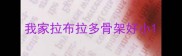 我家拉布拉多骨架好小