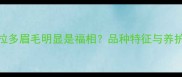 拉布拉多眉毛明显是福相品种特征与养护指南