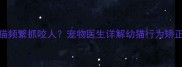 2个月大的幼猫频繁抓咬人宠物医生详解幼猫行为矫正与互动技巧