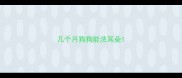 几个月狗狗能洗耳朵