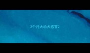 2个月大幼犬感冒