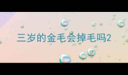 三岁的金毛会掉毛吗