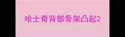 哈士奇背部骨架凸起