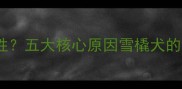 哈士奇为何不具攻击性五大核心原因雪橇犬的温顺基因与行为特征