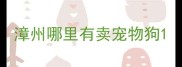 漳州哪里有卖宠物狗