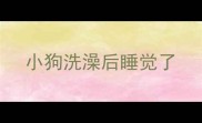 小狗洗澡后睡觉了