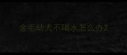 金毛幼犬不喝水怎么办