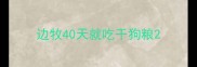 边牧40天就吃干狗粮