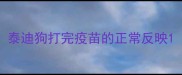 泰迪狗打完疫苗的正常反映