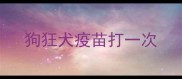 狗狂犬疫苗打一次