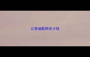 公泰迪配种多少钱