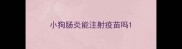 小狗肠炎能注射疫苗吗