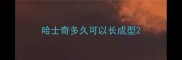 哈士奇多久可以长成型