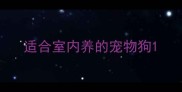 适合室内养的宠物狗