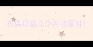 布偶母猫几个月能配种