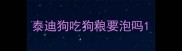 泰迪狗吃狗粮要泡吗