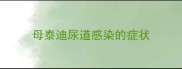 母泰迪尿道感染的症状
