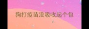 狗打疫苗没吸收起个包