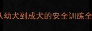 哈士奇防咬指南从幼犬到成犬的安全训练全攻略附真实案例