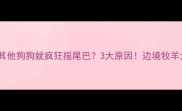 边牧看到其他狗狗就疯狂摇尾巴3大原因边境牧羊犬行为全