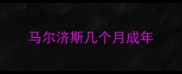 马尔济斯几个月成年