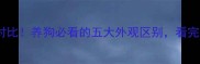 狼和哈士奇对比养狗必看的五大外观区别看完秒变养狗达人