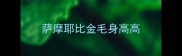 萨摩耶比金毛身高高