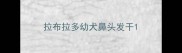 拉布拉多幼犬鼻头发干