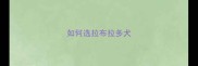 如何选拉布拉多犬