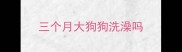 三个月大狗狗洗澡吗