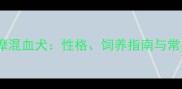 哈士奇萨摩混血犬性格饲养指南与常见误区全