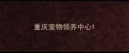 重庆宠物领养中心