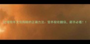 边境牧羊犬泡狗粮的正确方法营养吸收翻倍新手必看