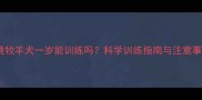 边境牧羊犬一岁能训练吗科学训练指南与注意事项