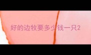 好的边牧要多少钱一只