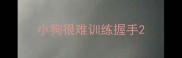 小狗很难训练握手