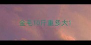 金毛10斤重多大
