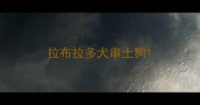 拉布拉多犬串土狗