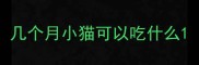 几个月小猫可以吃什么