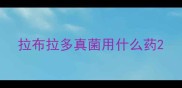 拉布拉多真菌用什么药