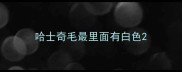哈士奇毛最里面有白色