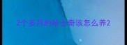 2个多月的哈士奇该怎么养