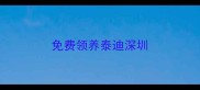 免费领养泰迪深圳