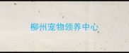 柳州宠物领养中心