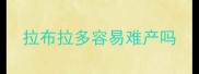 拉布拉多容易难产吗